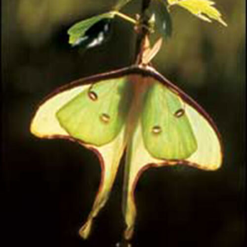 Discover the Remarkable Moths of the Night